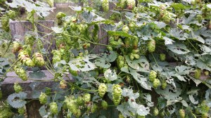 Hops, Czech liquid gold