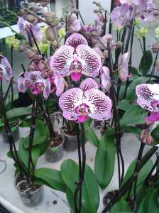 Enigmatic orchids