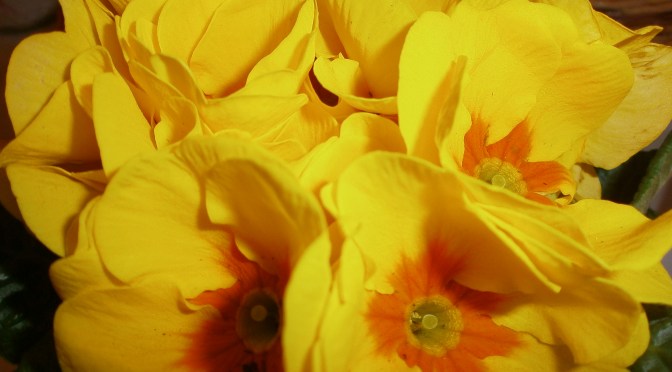 Tea with VanGogh & Betty