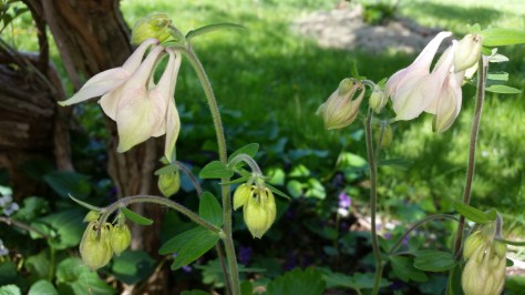 Fragile columbines bring life to spring garden.