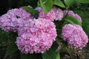 For Prince. Farewell.