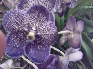 50 Shades of Orchids in Venice