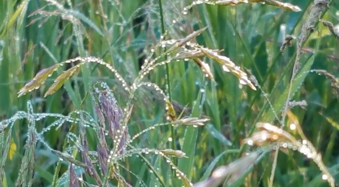 Impermanence in Shifting Sands Short Stories with excerpts from book