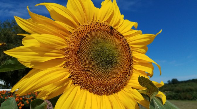 A <a href="https://dailypost.wordpress.com/prompts/crescendo/">Crescendo</a> for Taurus