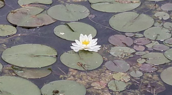 Day 9: COVID-19 as Catalyst