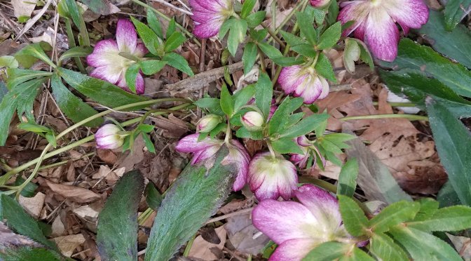 Day 1: Tracking the Covid-19 shutdown