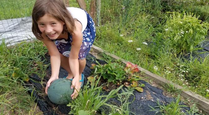 Day 14: COVID-19 quarantine brings us back to home farming